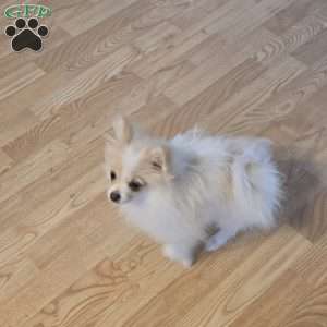 Vicky, Pomeranian Puppy